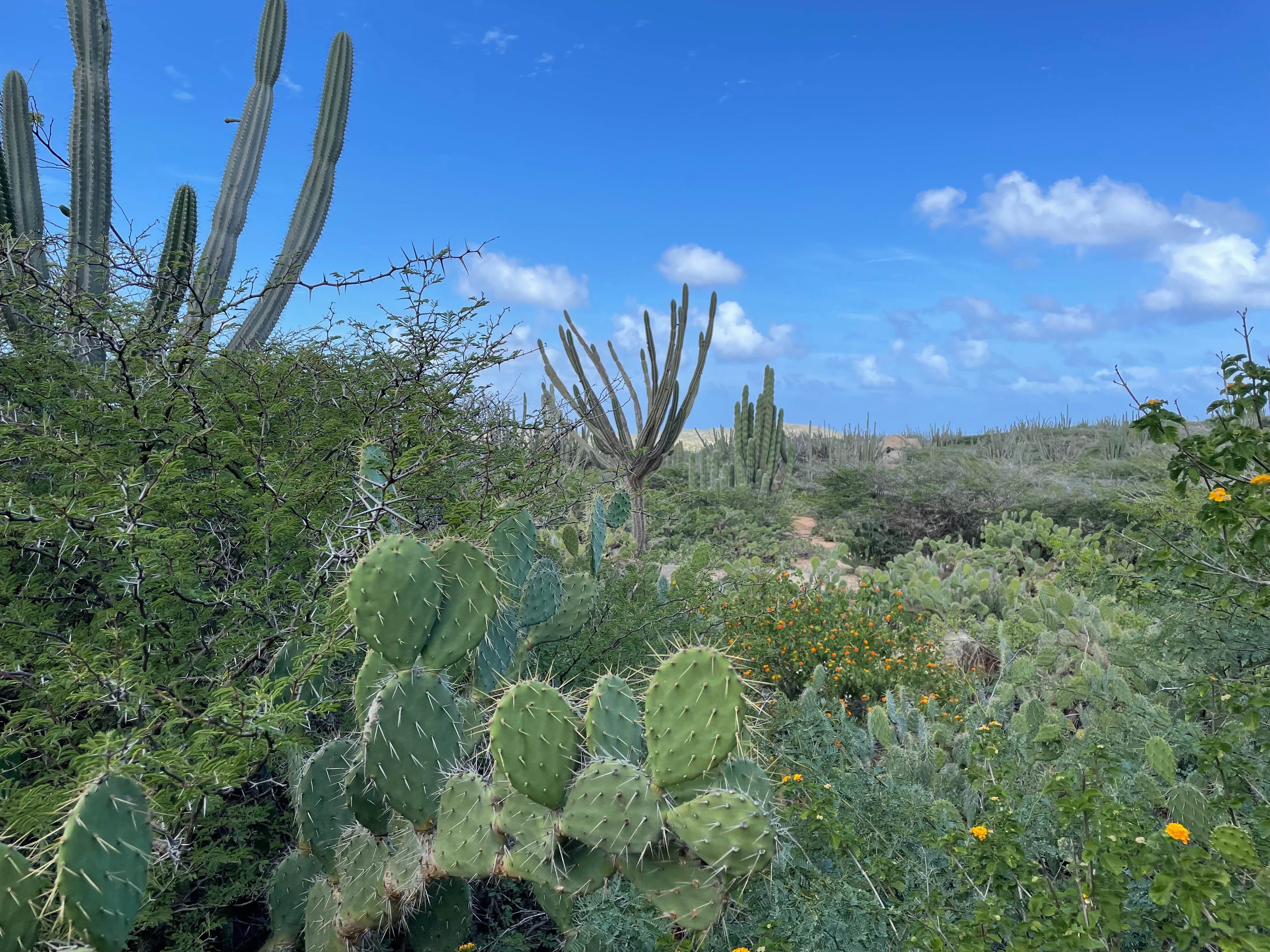 Aruba